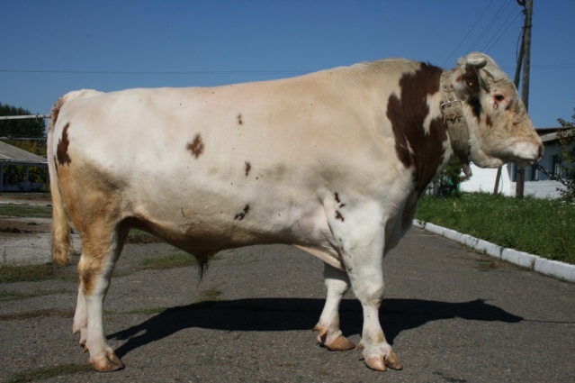 ИМПУЛЬС 17035 КСКП-137